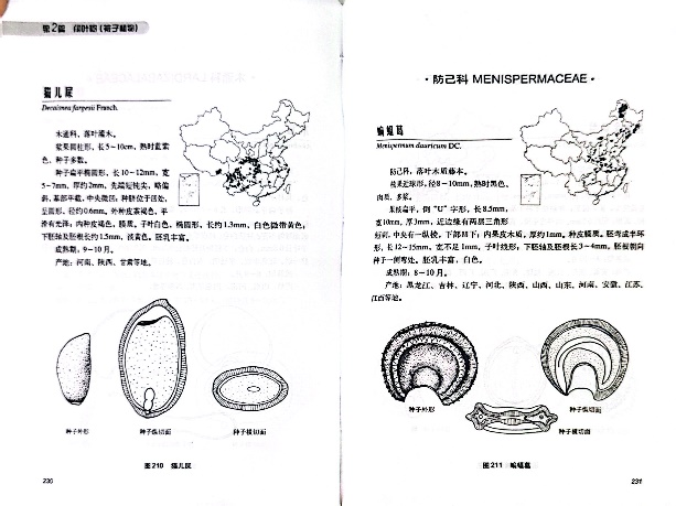 凝驻生命微迹，贯通科学之眼——植物种子博物绘图的多维科学价值