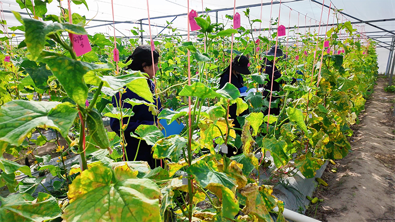 新春走基层｜南繁田间的“选瓜人”