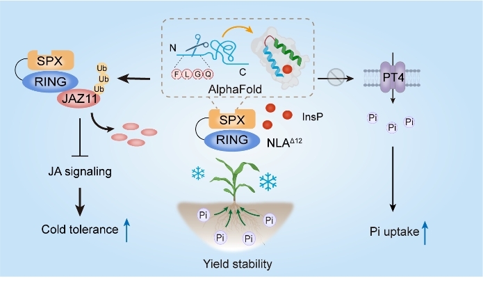 【科研论文科普解读】怕冷的玉米，有了“保暖又管饱”的新方案