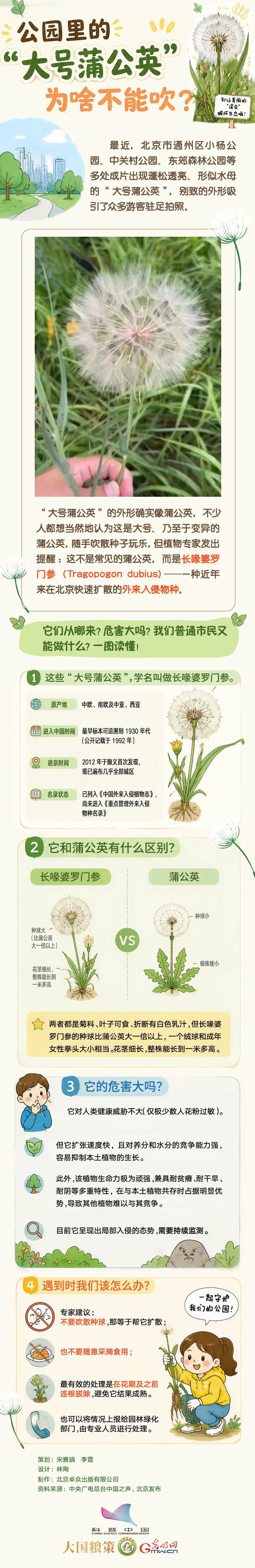 公园里的“大号蒲公英”为啥不能吹？