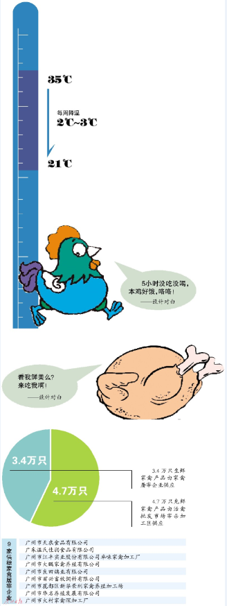 生鲜鸡出炉记 广州拟设9家家禽屠宰厂