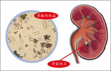 食物搭配真的有禁忌吗？