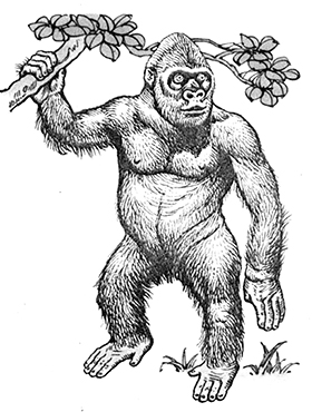 大猩猩会使用人类语言吗?