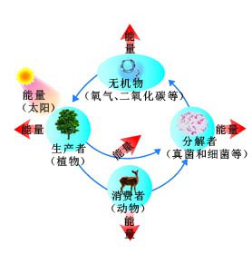 十万个为什么|为什么生物多样性对人类至关重要？