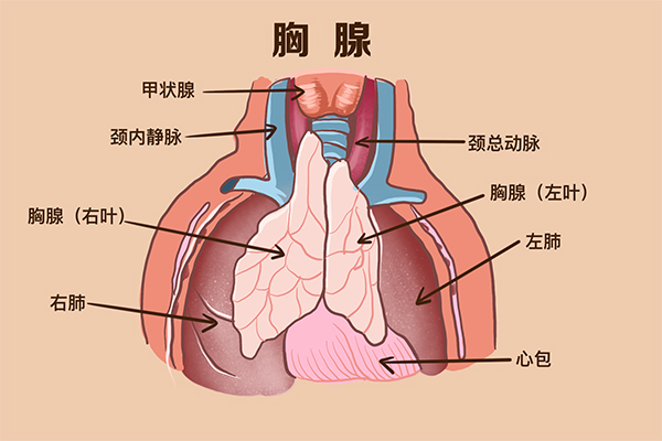 “生命的心脏起搏器”——胸腺