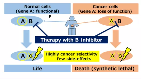 肿瘤靶向药物治疗，“合成致死”疗法能否再下一城？