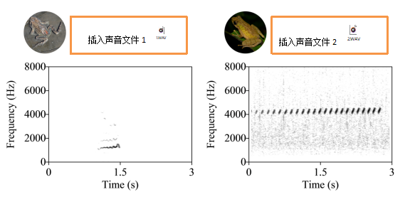 噪声大的溪流旁 蛙蛙们修成了“河东狮吼功”