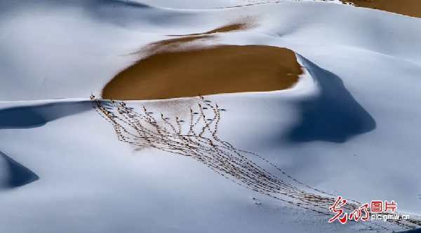 “去三江源国家公园见到野生动物的概率是100%”,他为何能自信承诺? “去三江源国家公园见到野生动物的概率是100%”,他为何能自信承诺?