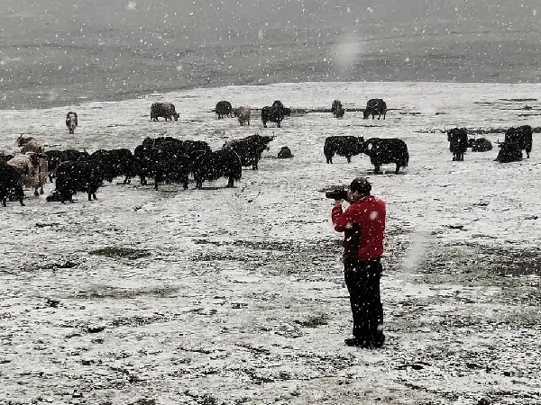 “去三江源国家公园见到野生动物的概率是100%”,他为何能自信承诺? “去三江源国家公园见到野生动物的概率是100%”,他为何能自信承诺?