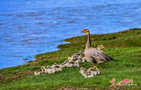 “去三江源国家公园见到野生动物的概率是100%”,他为何能自信承诺? “去三江源国家公园见到野生动物的概率是100%”,他为何能自信承诺?