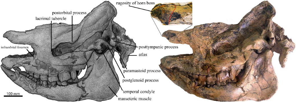 研究发现1800万年前犀牛与众不同的迁徙路线