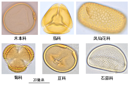 秦汉以来人类活动显著降低我国东部植物多样性