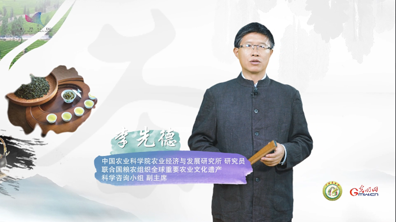 福建安溪铁观音：绿叶红镶边，七泡有余香