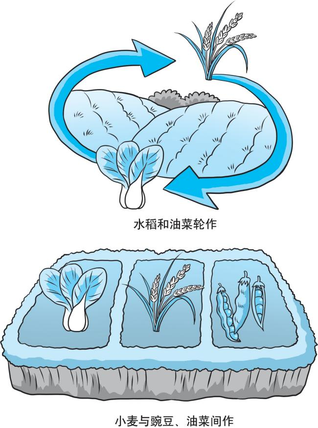 【绿色农业百问百答】农作物如何进行轮作（换茬）与套种？