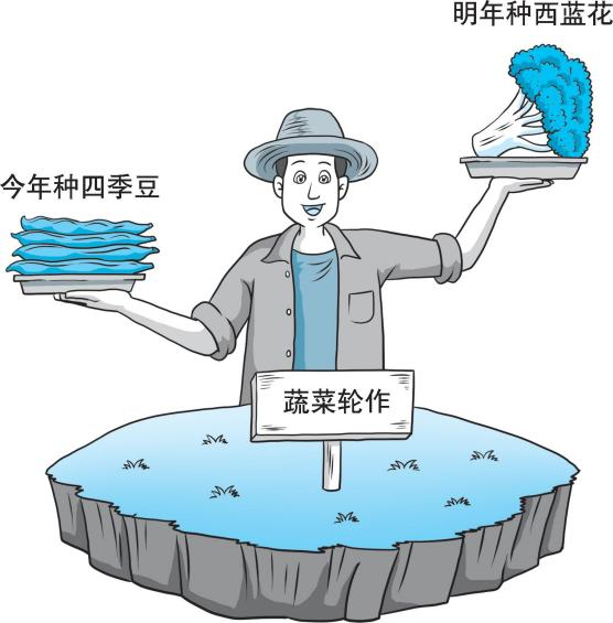 【绿色农业百问百答】蔬菜怎么安排轮作换茬？