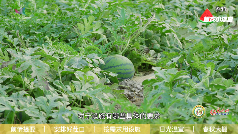 【智农小课堂】种植设施西瓜，对设施有哪些具体要求？