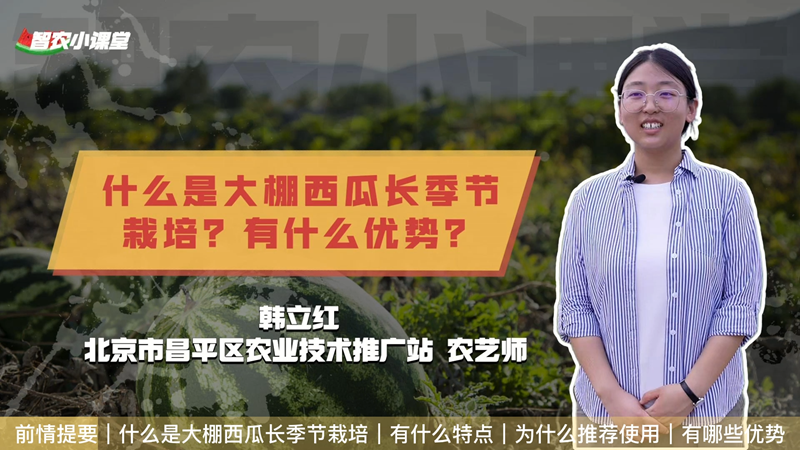 【智农小课堂】什么是大棚西瓜长季节栽培？有什么优势？