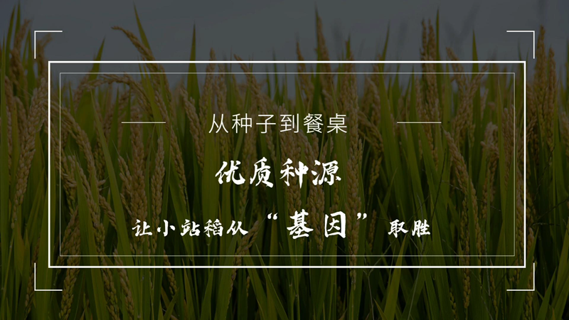 从种子到餐桌 优质种源让小站稻从“基因”取胜