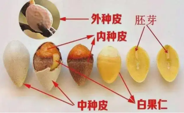 史上最“浪漫”的植物 居然是它！