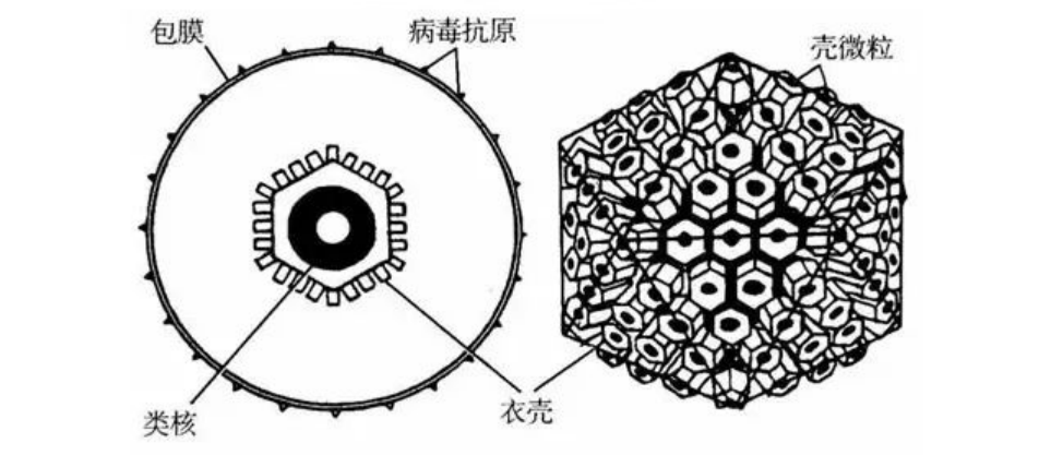 “嘴”下留情，这种行为可能会害了孩子！