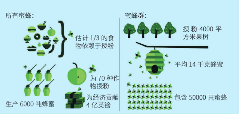 五十年来寿命减少一半！蜜蜂消失会导致人类灭绝吗？