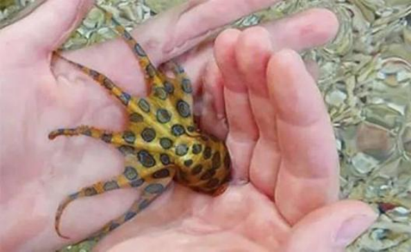 知识真能改变命运!千万记住这种剧毒生物 知识真能改变命运!千万记住这种剧毒生物