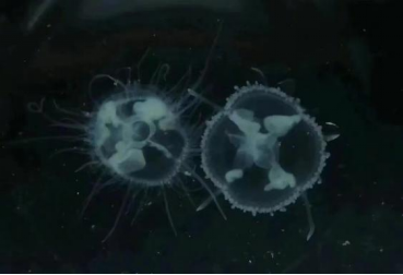 北京怀柔又见“水中大熊猫”，这种水母比你的桃花运还难见到！