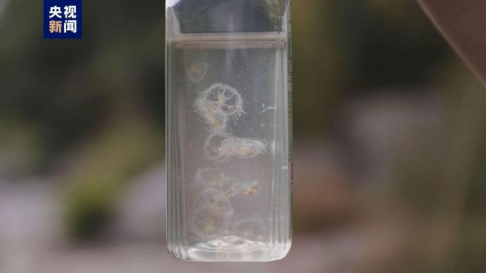 北京怀柔又见“水中大熊猫”，这种水母比你的桃花运还难见到！