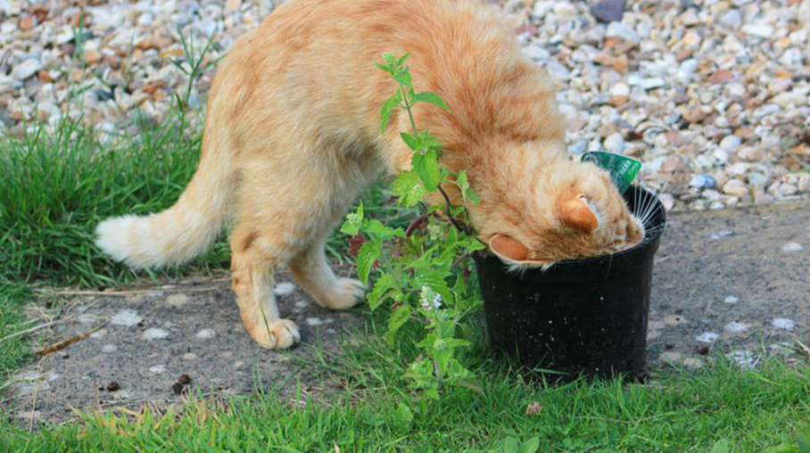 猫薄荷：想不到吧人类，我才是你们猫主子的“主子”