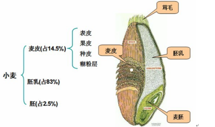 增白面粉都是“科技与狠活”？家庭食用该如何选择？
