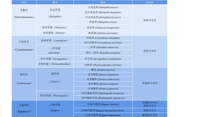 海草为何“重返海洋”？一文了解海草的前世今生