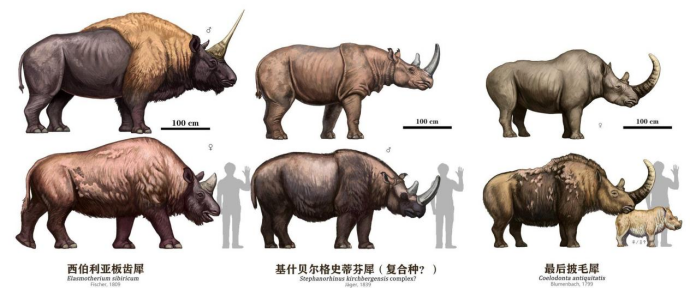 还记得西游记中的犀牛怪吗？冰河期真的有！
