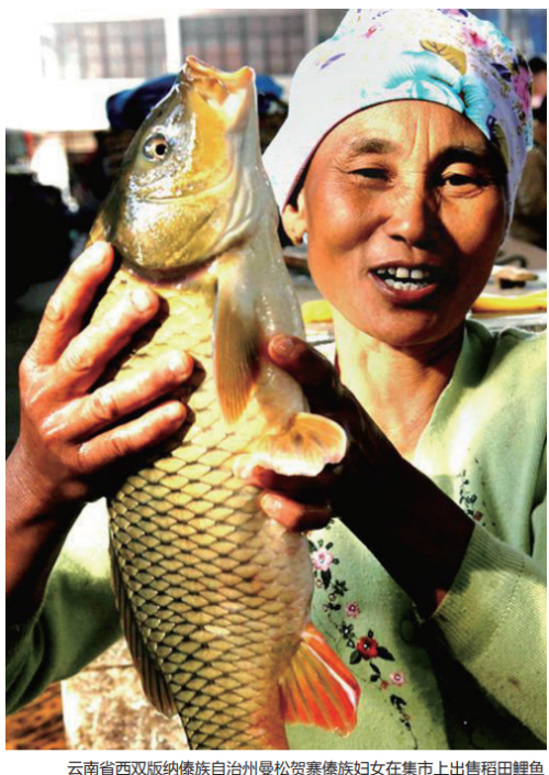 当“稻”遇上“渔”,探索生态农业的多种可能性 当“稻”遇上“渔”,探索生态农业的多种可能性