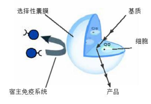 “原汤化原食”——水产养殖中的“口服疫苗”