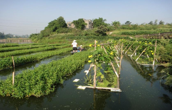 在水上建造田园！鱼菜共生技术到底有多“牛”？