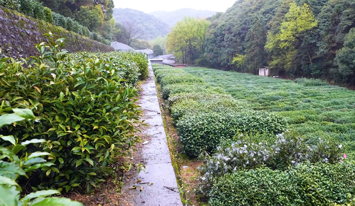 【智惠农民】种子的力量：揭秘国家茶树种质资源圃的“宝藏基因”