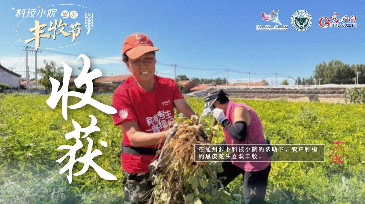 【科技小院里的丰收节】大学生扎根结硕果，黑花生变身“金豆豆”