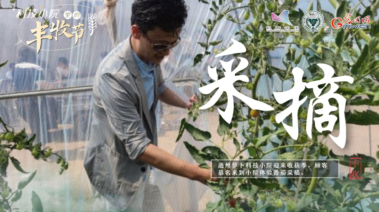 【科技小院里的丰收节】大学生扎根结硕果，黑花生变身“金豆豆”