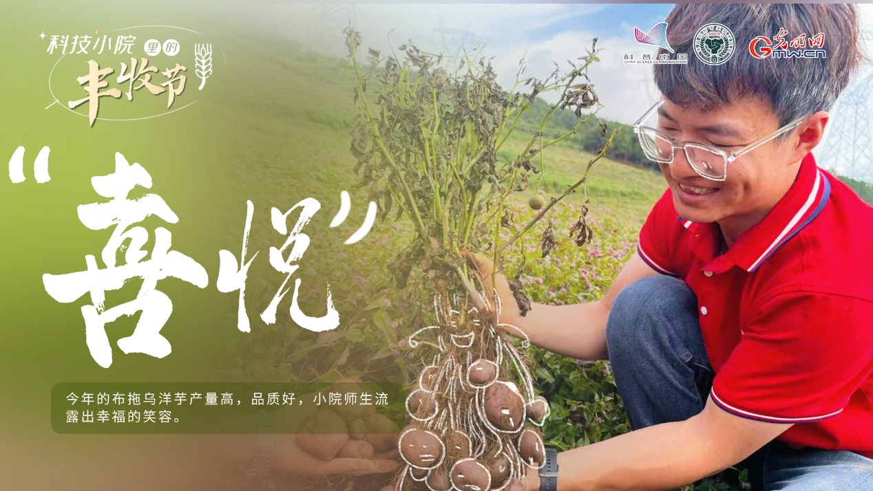 【科技小院里的丰收节】牢牢端稳中国饭碗，科技小院“薯”香四溢
