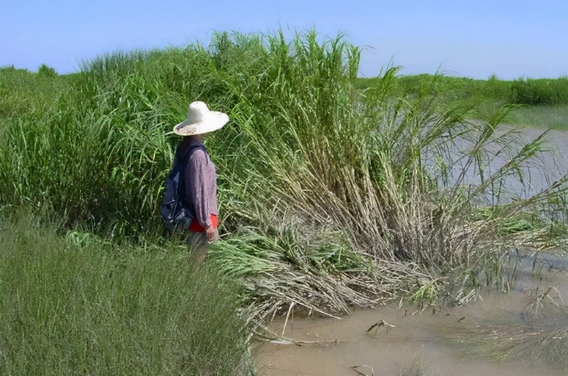 沿海滩涂湿地的烦恼——互花米草