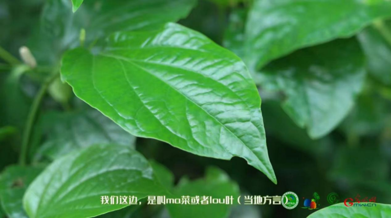 【热作科普】“假”胡椒还是真香料？为什么这种植物在烹饪中深受偏爱？