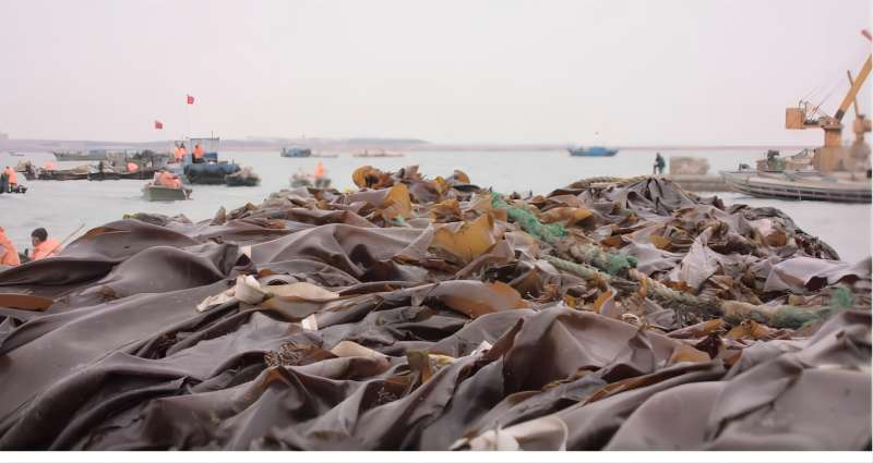 海带能炖排骨汤？格局小了！还能“捉”二氧化碳！