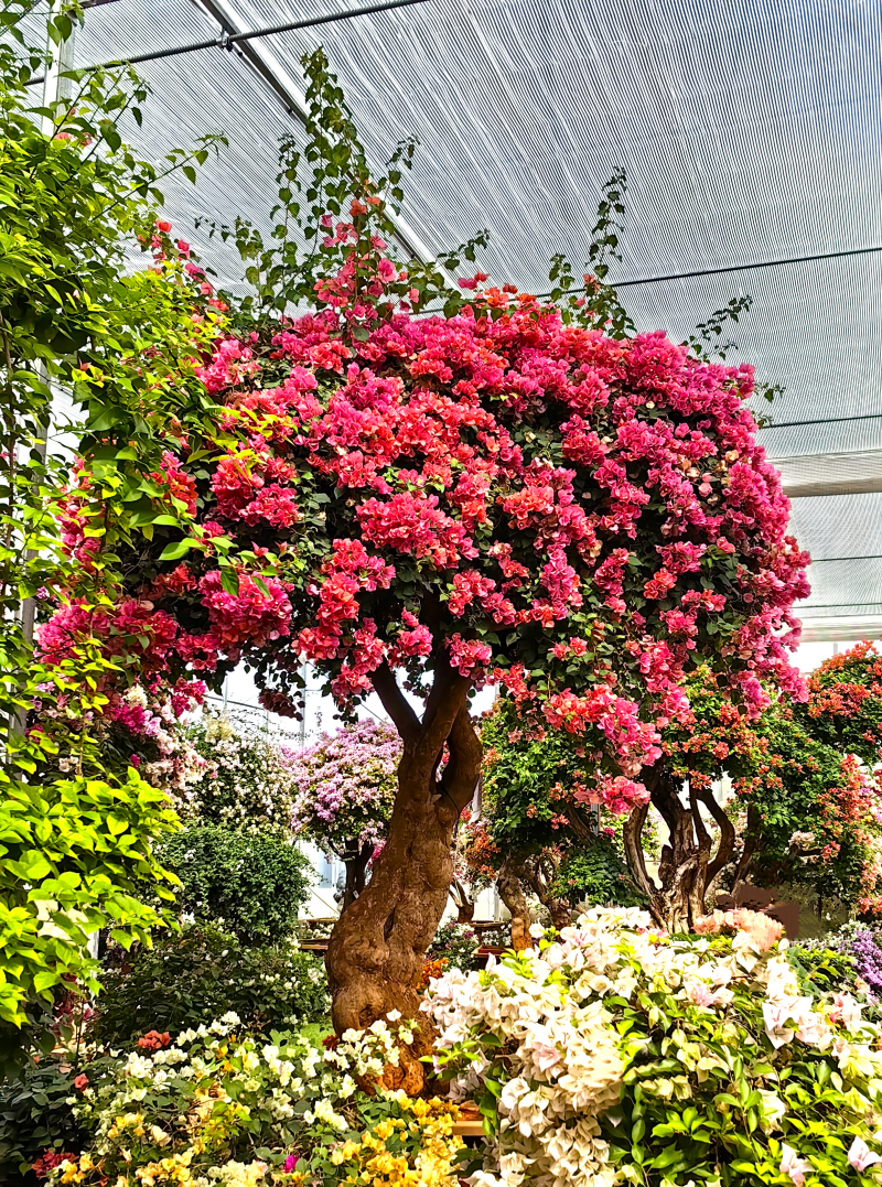 走进植物王国，“以花为媒”助力产业发展