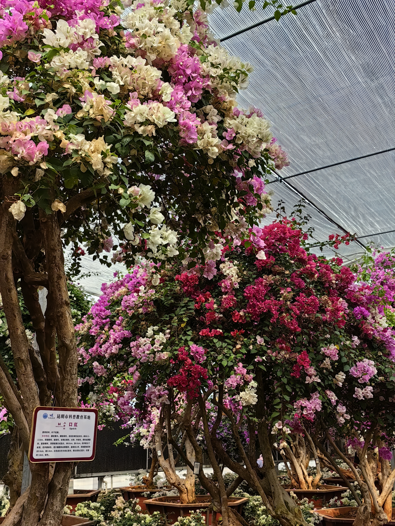 走进植物王国，“以花为媒”助力产业发展