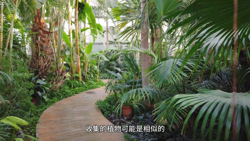 如何打造植物界的“诺亚方舟”？——对话中国科学院植物研究所所长汪小全