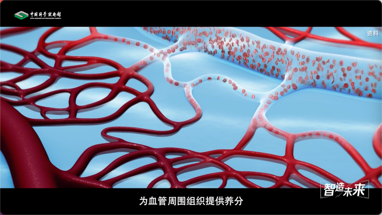 【智造未来】血液通道 生命桥梁——人造血管研发技术