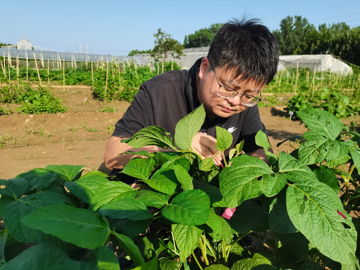 【大国粮策】大豆是如何被驯化的？