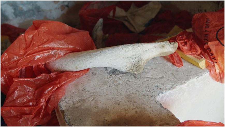 鱼骨庙真实存在?历时三年走遍海岸线,找到海洋巨兽!