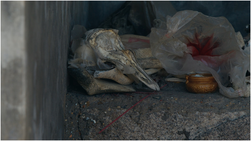 鱼骨庙真实存在?历时三年走遍海岸线,找到海洋巨兽!