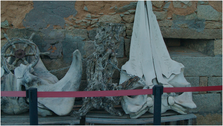 鱼骨庙真实存在?历时三年走遍海岸线,找到海洋巨兽!